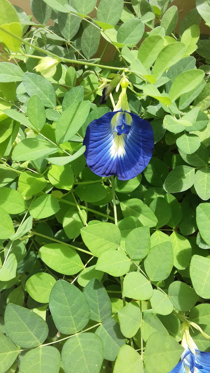 Amidst The Greens.