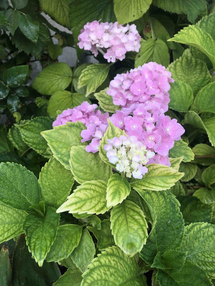 Hydrangea