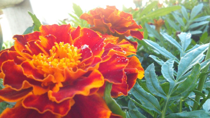 Flowers