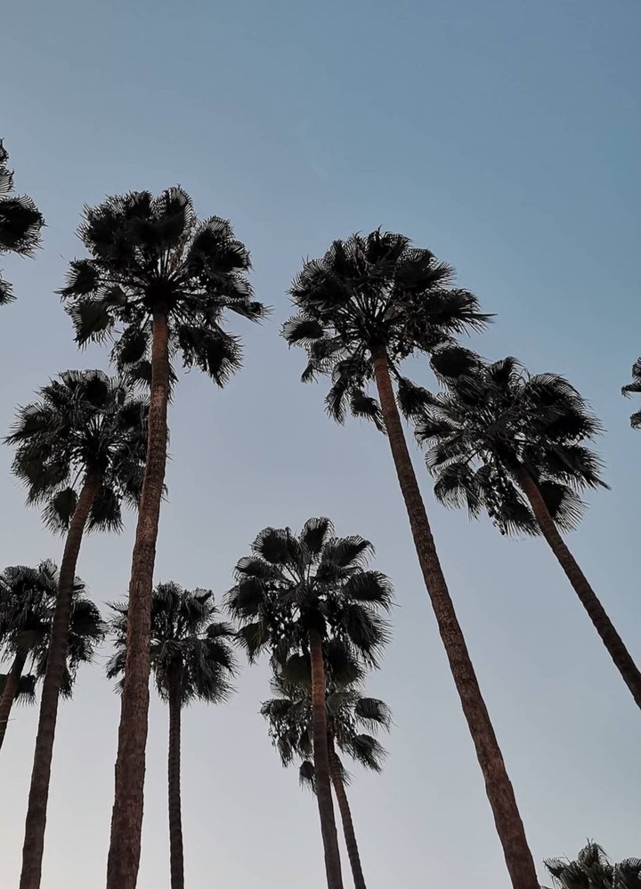Adana s palm