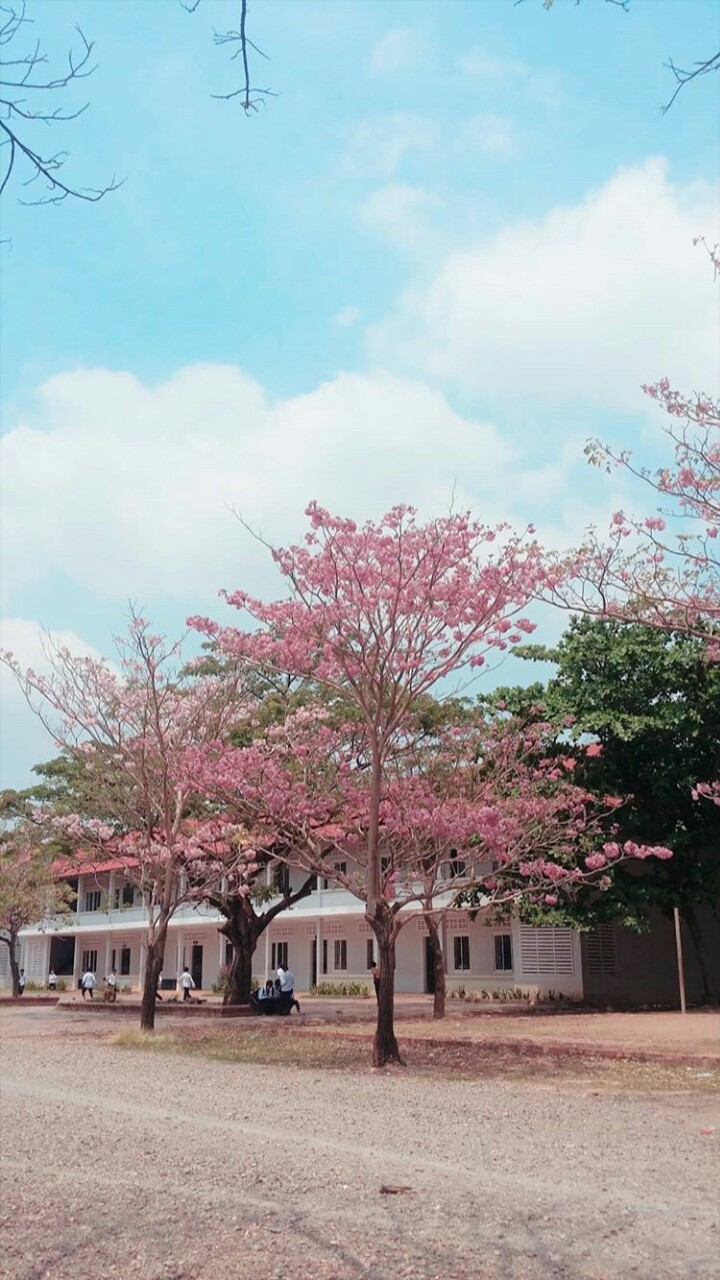 дерево