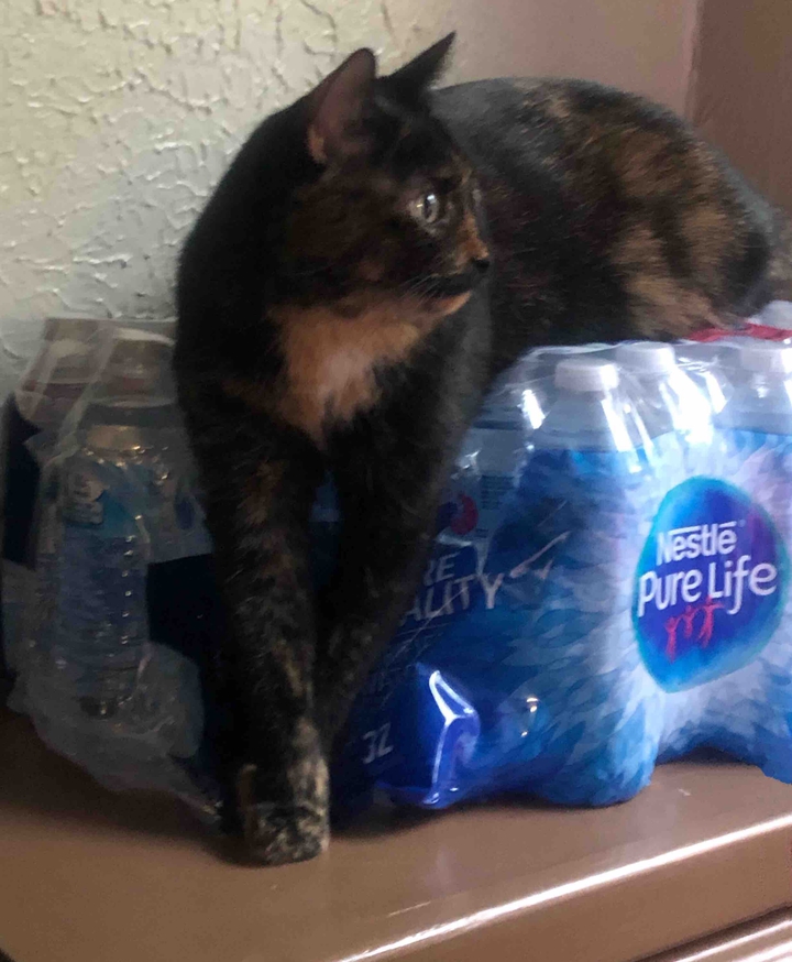 cute water