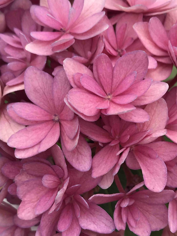 pink flower