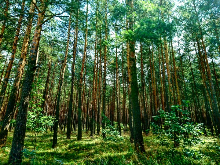 Polish Forest