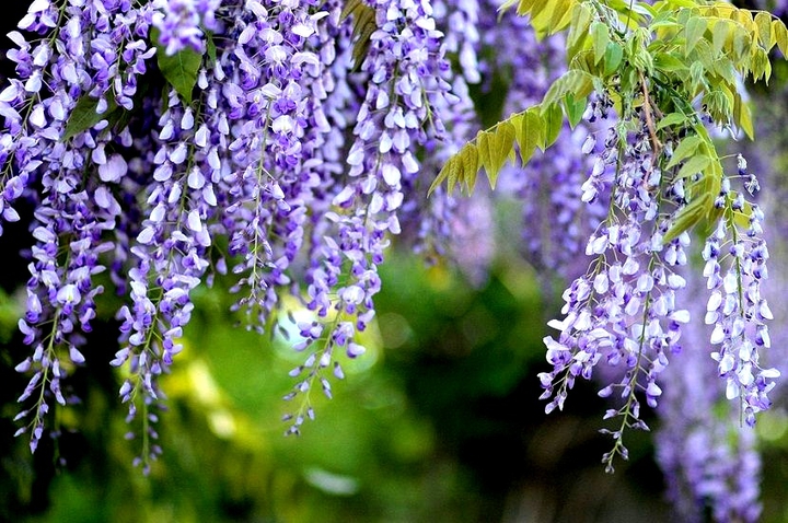 #glycine