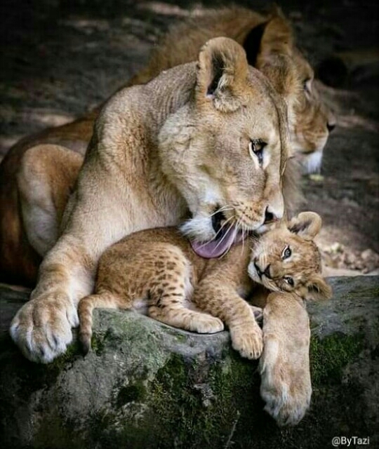 Mother's love