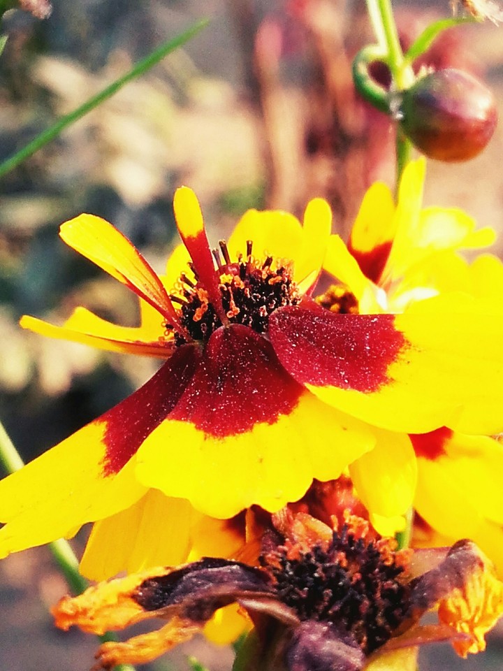 Flower