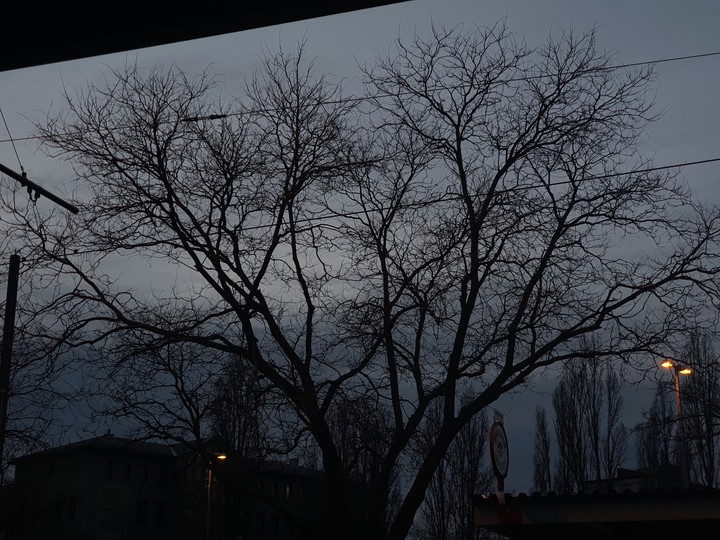Baum