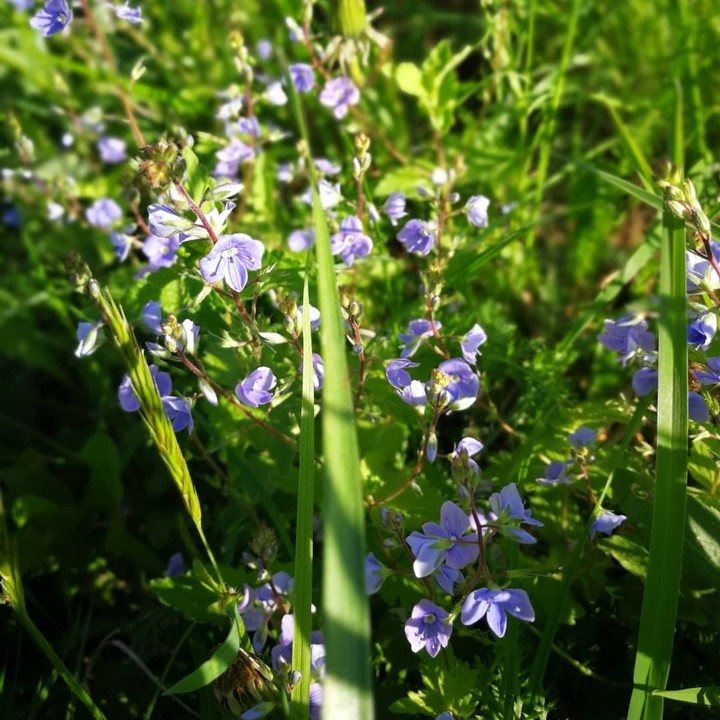 summer flowers