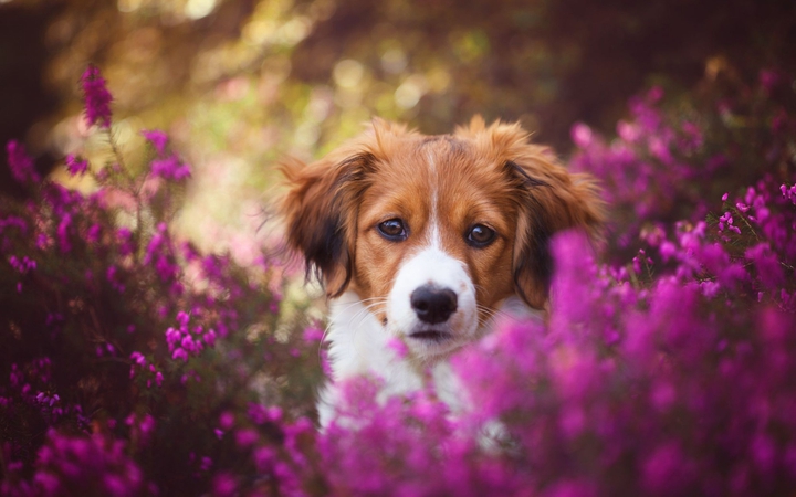 Dog...