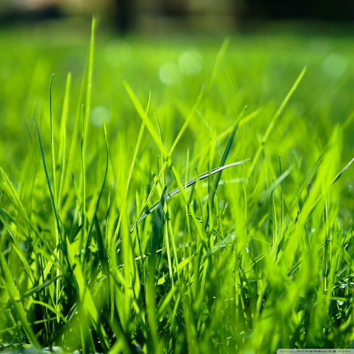 Grass