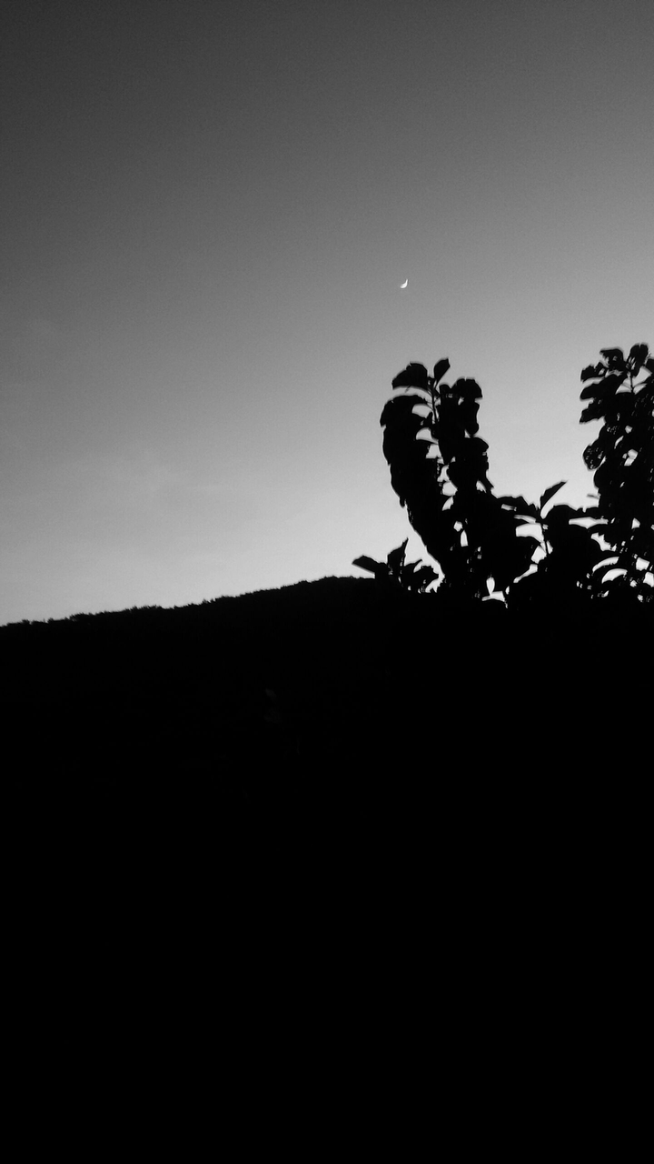 dark tree