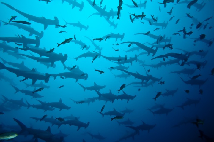 Sharks