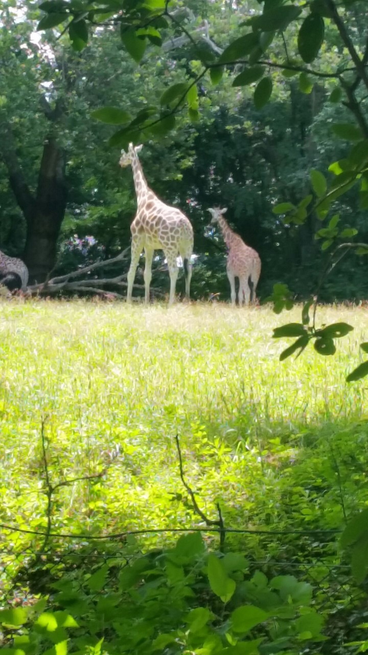 Giraffes