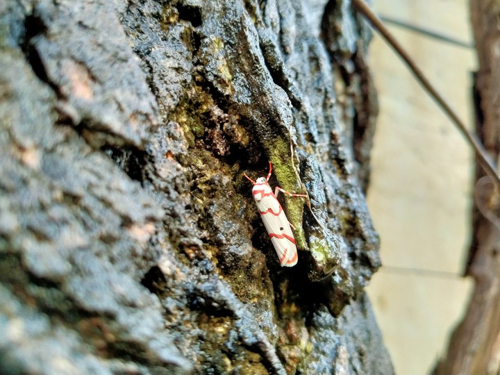 colorful insect