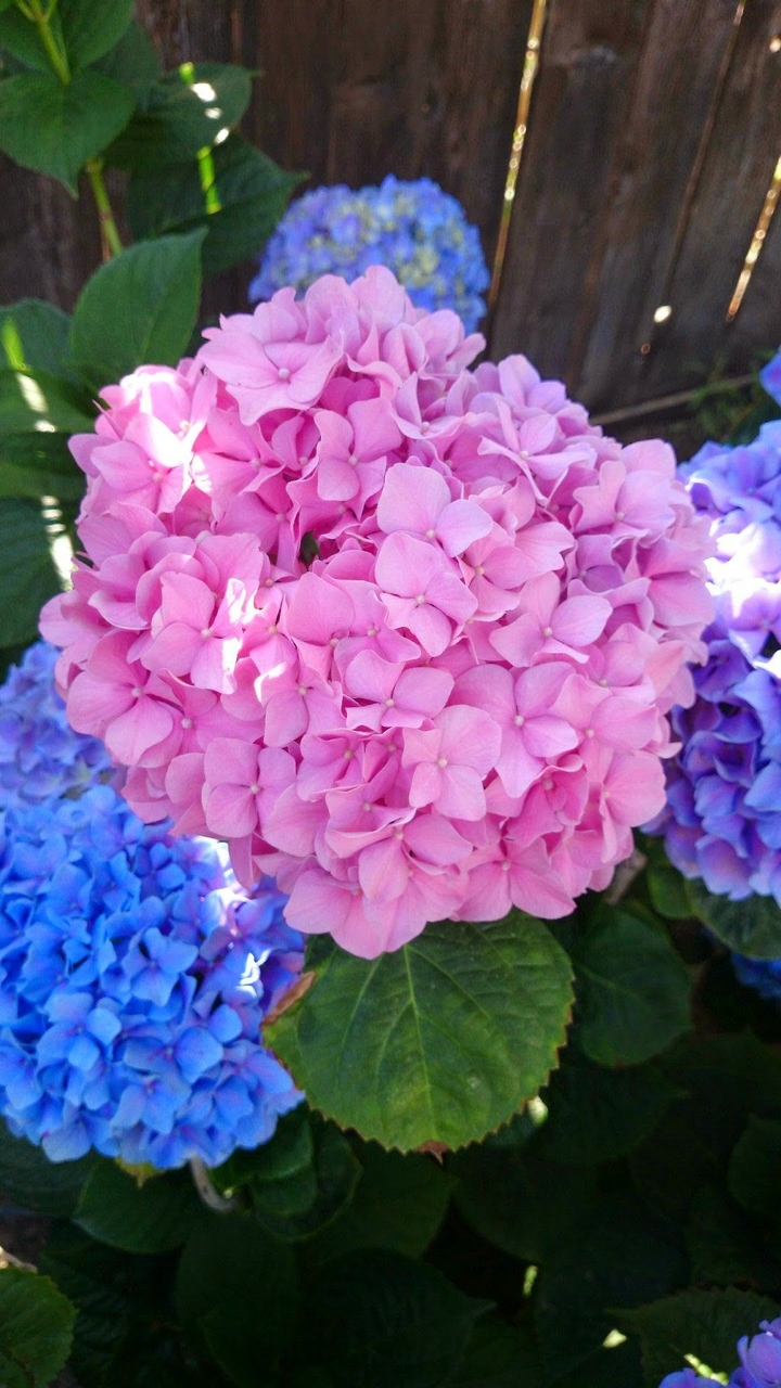 hydrangeas