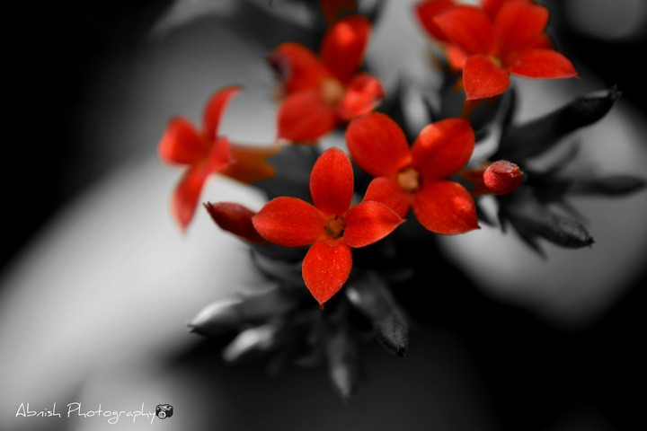 Flowera