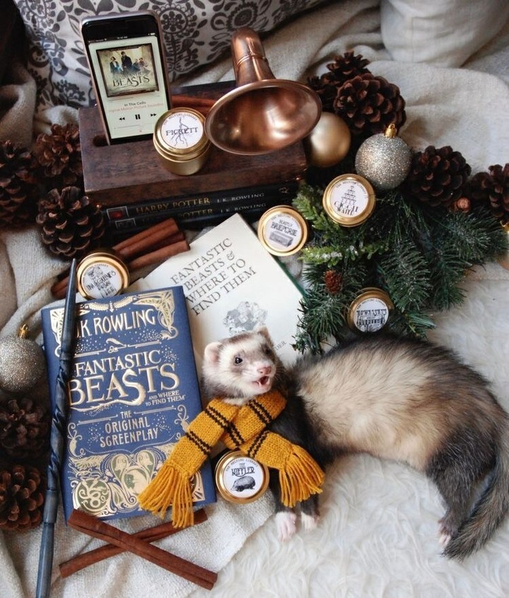 Fantastic beasts