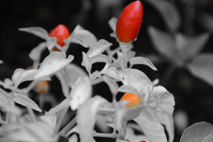 Chili