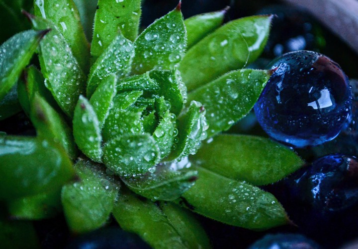 freshness