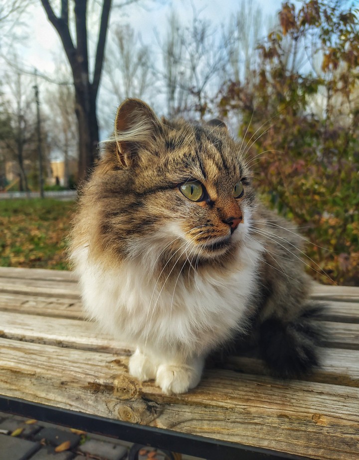 cat