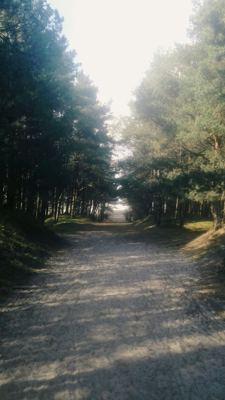 Forest