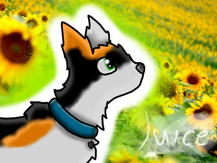 Juice cat 