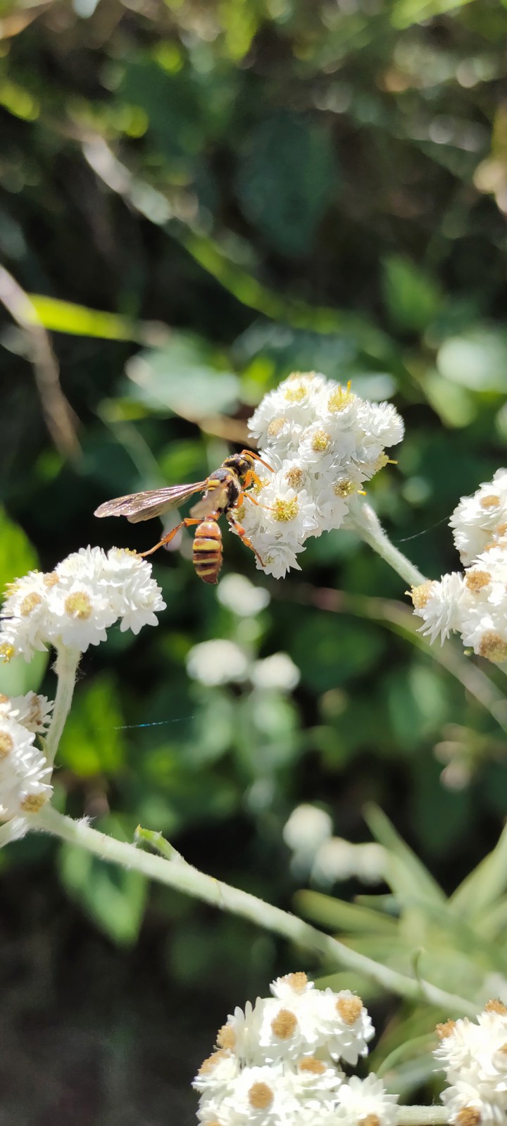 Honey bee on the flower