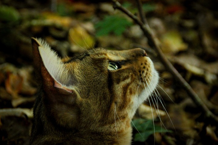 ForestCat