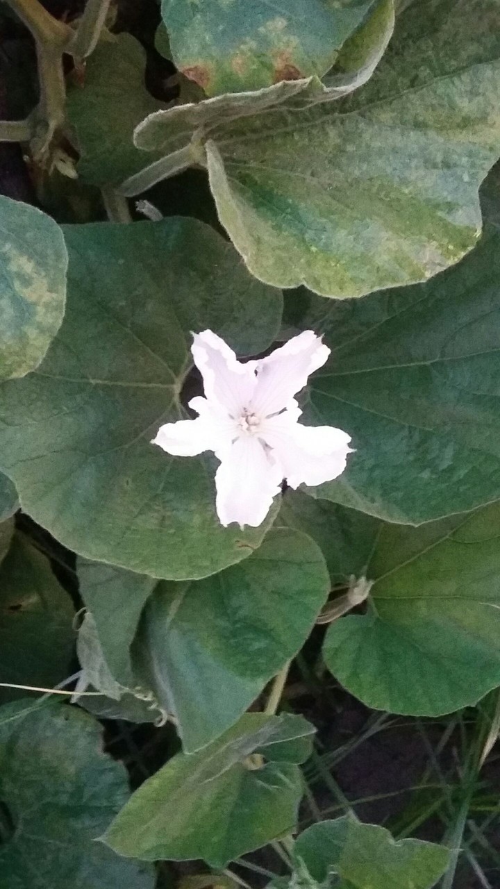 Cute Flower.