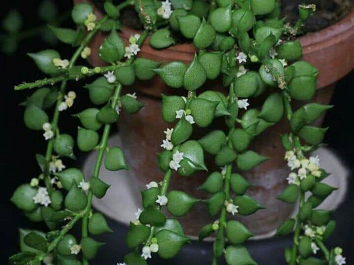 Succulent