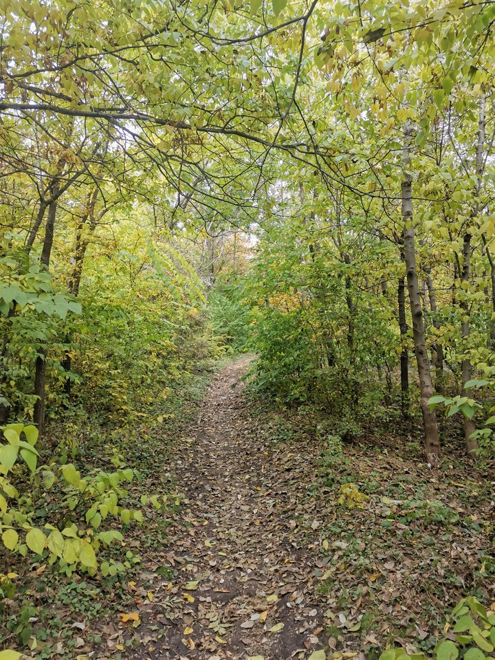 Осенний туннель