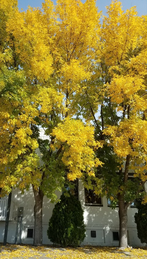 Yellow Leaves
