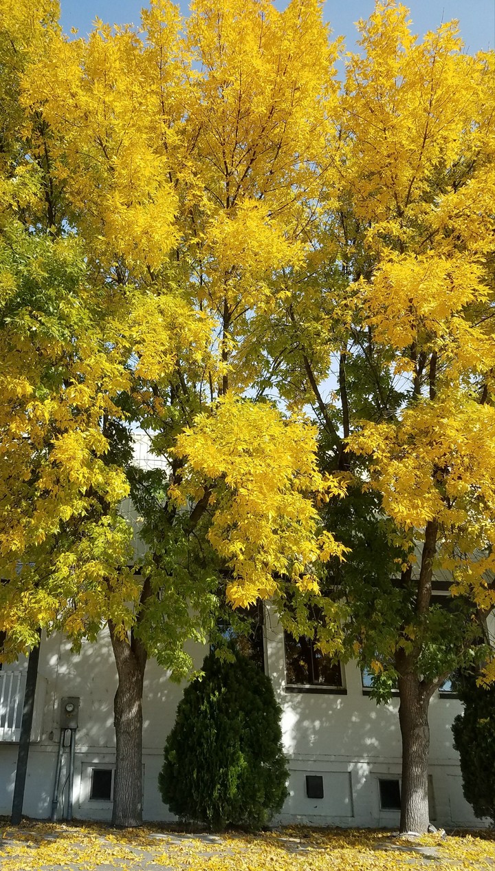 Yellow Leaves