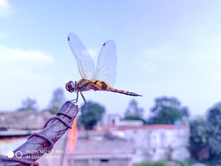 flies