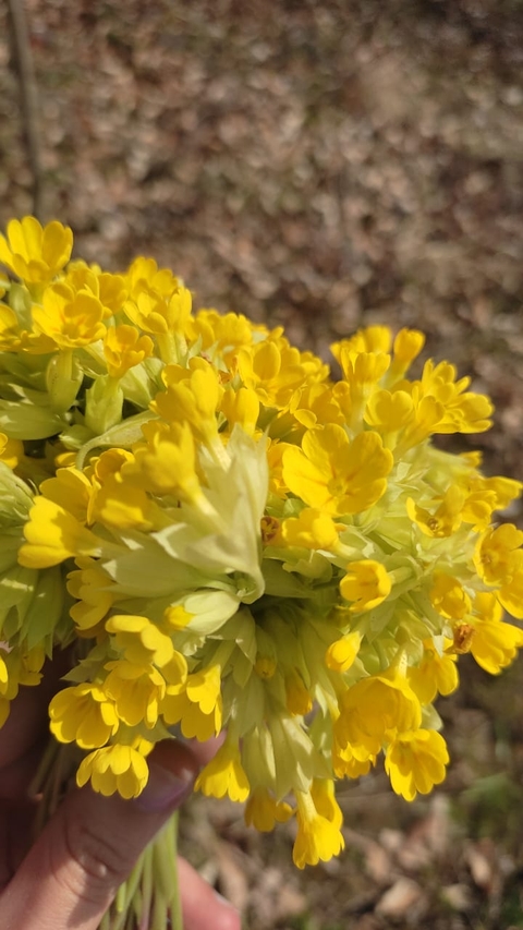 обои forb, cowslip