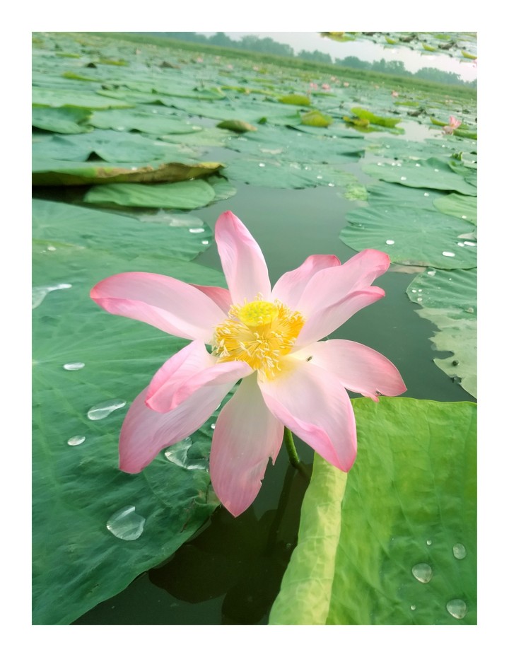 Mornings lotus