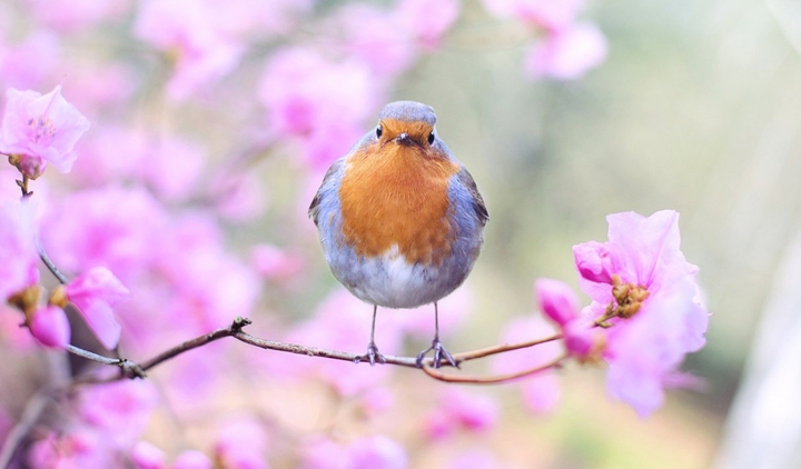 spring