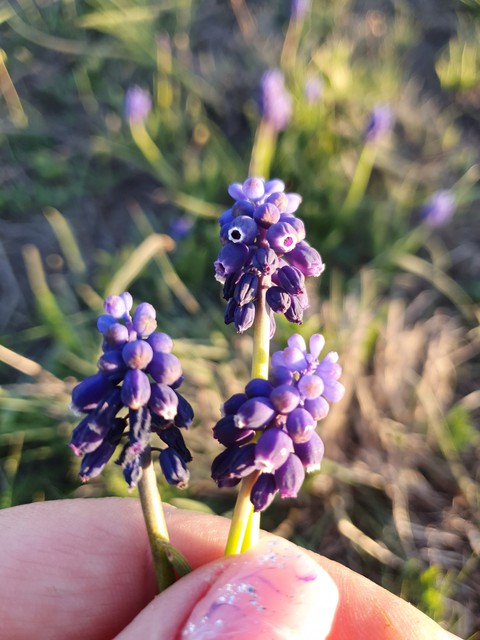 fonds d'écran plant, flower