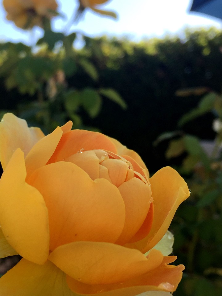 orange rose