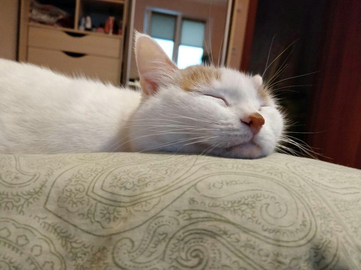 мая кошка