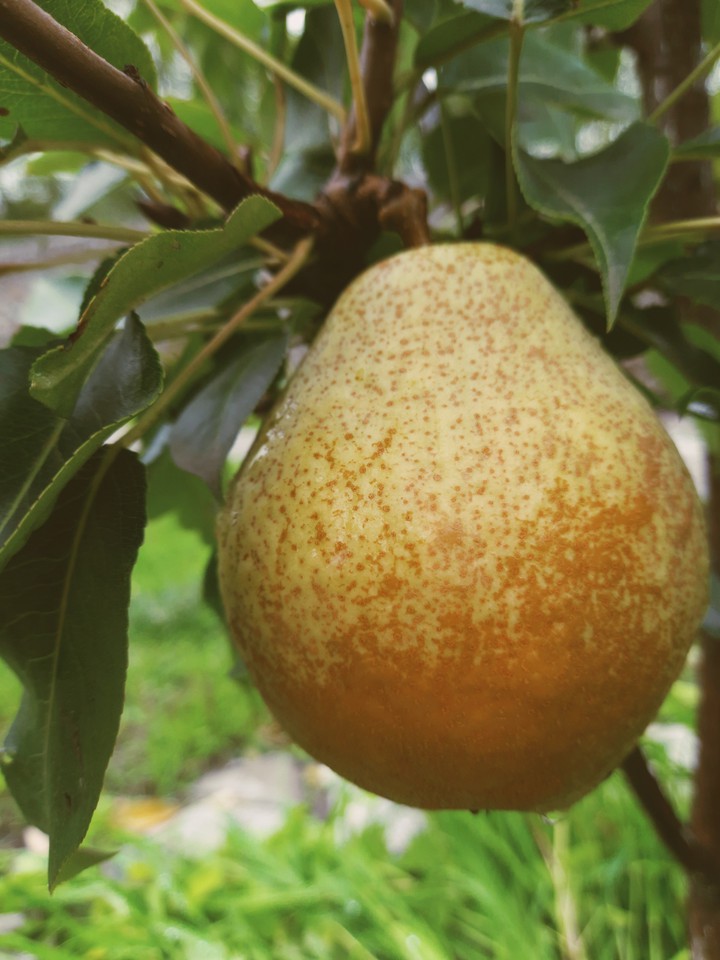 Pear