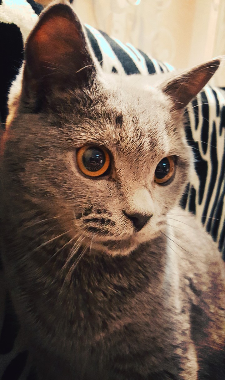 кот