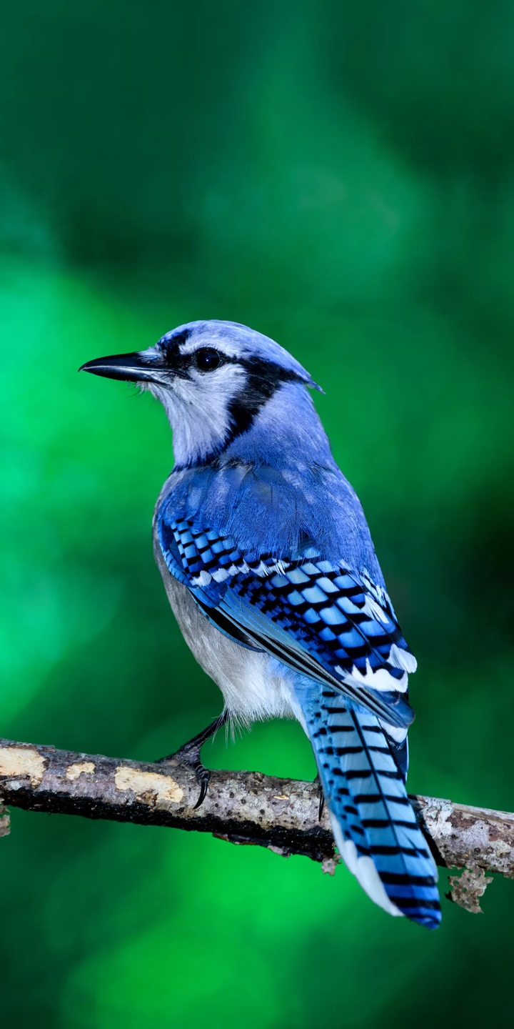 Sparrow