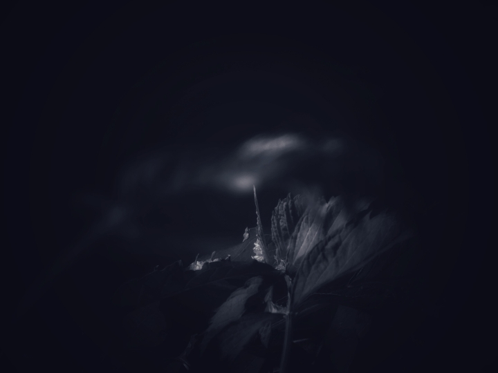 black and white leaf