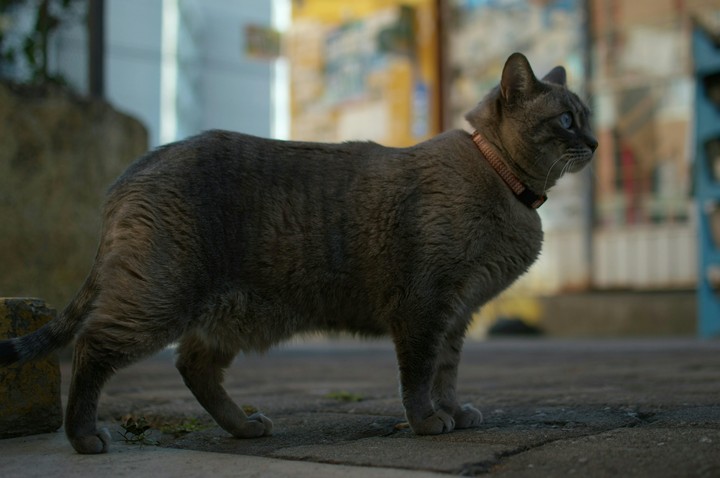 El Gato