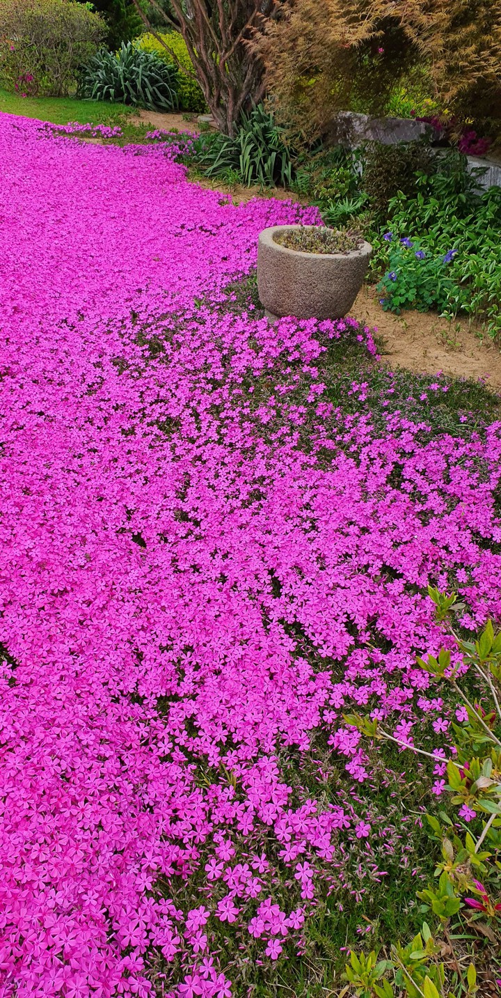 봄정원(spring garden)