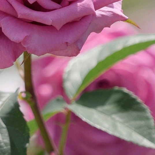 4x Rose
