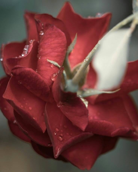 Flower, Petal, Pink