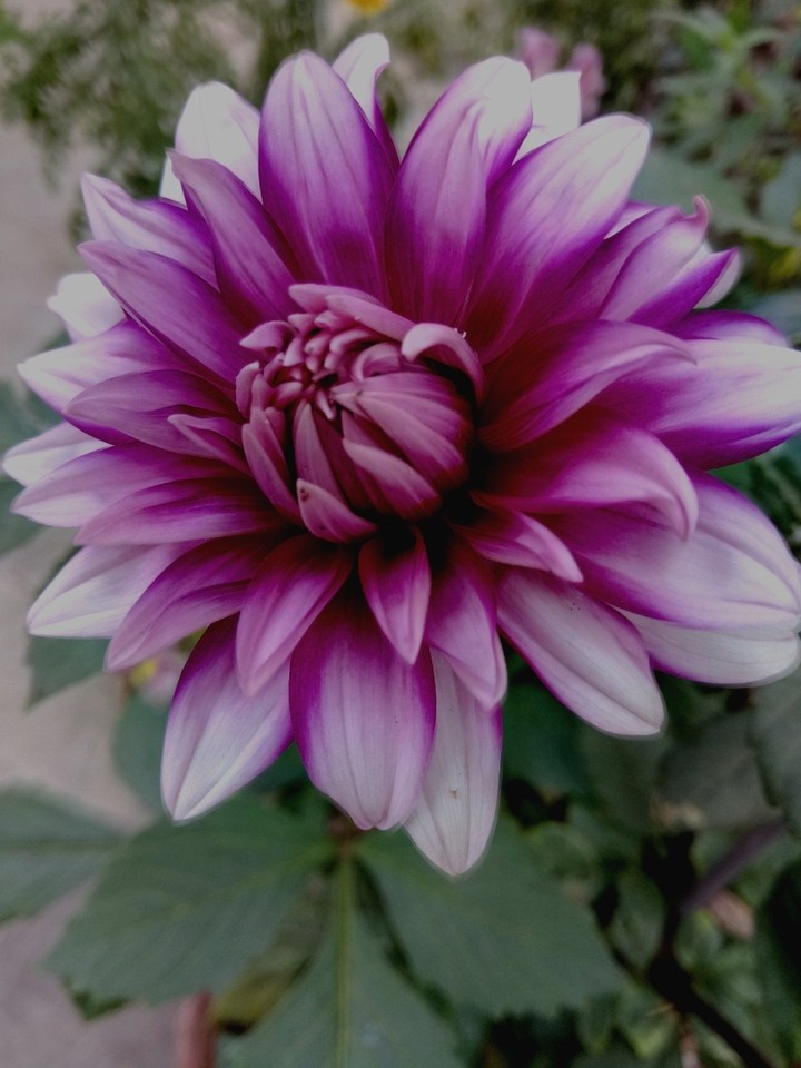 flower 